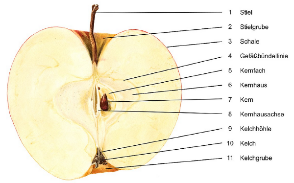 Der Apfel – igb